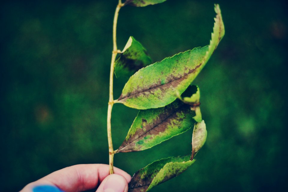 person holding leafed plant