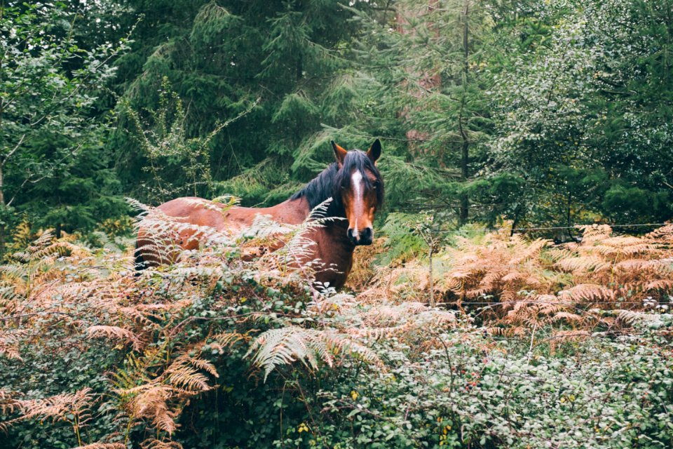 New forest district, United kingdom, Nature