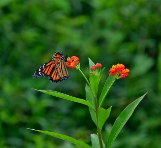 Matapalo, Costa rica
