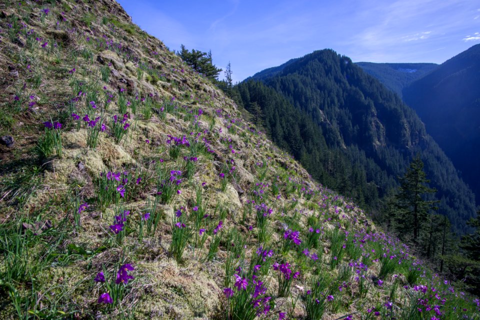 Wildflower, Mountain, Flower