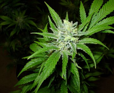 Homegrown cannabis green medical photo