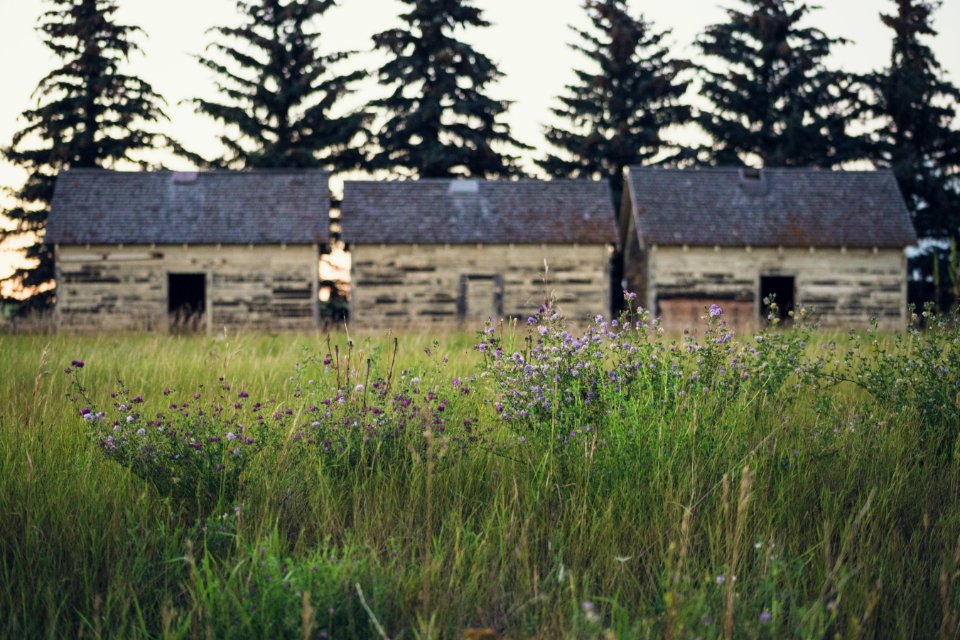 brown houses on grass fieldc