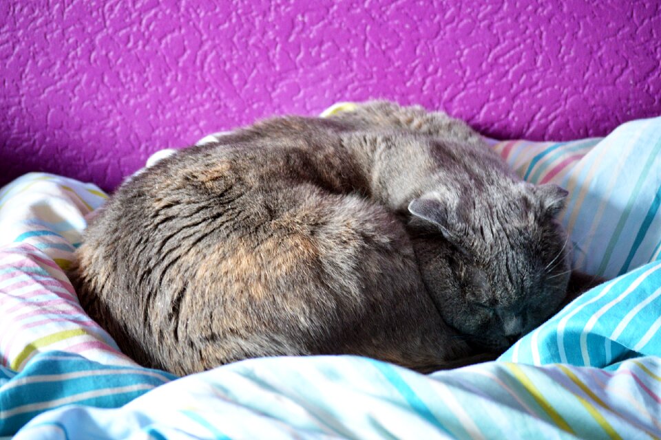 Domestic cute relax