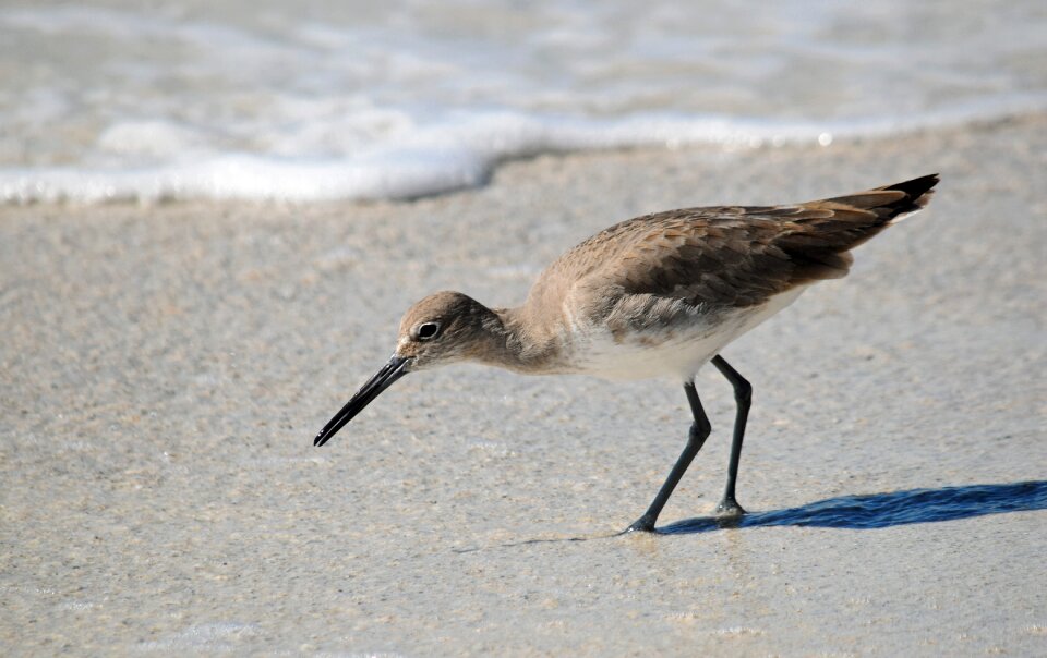 Water wading birdwatching