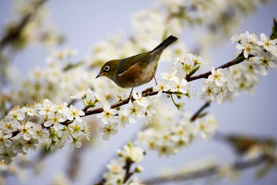 Spring branch tree