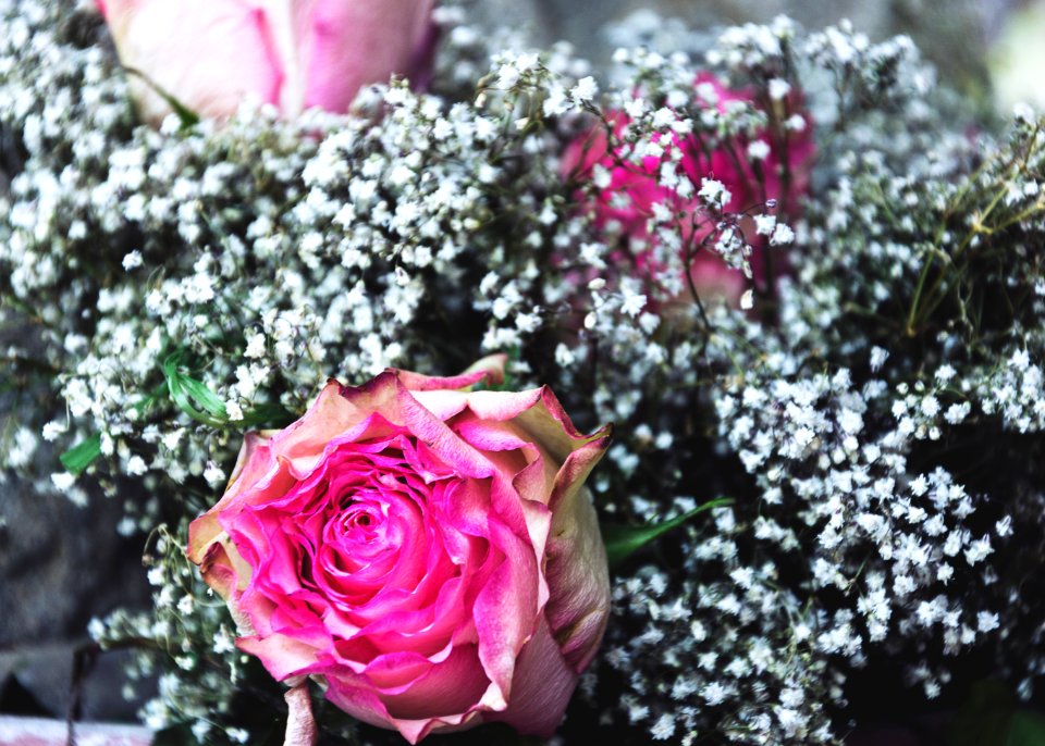 Switzerl, Roses, Pink