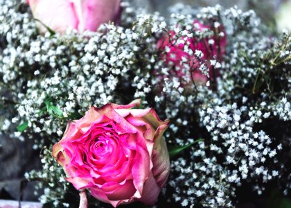 Switzerl, Roses, Pink photo