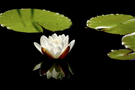 Bloom flower pond photo