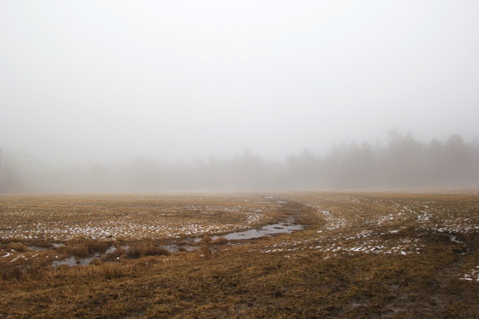 brown field