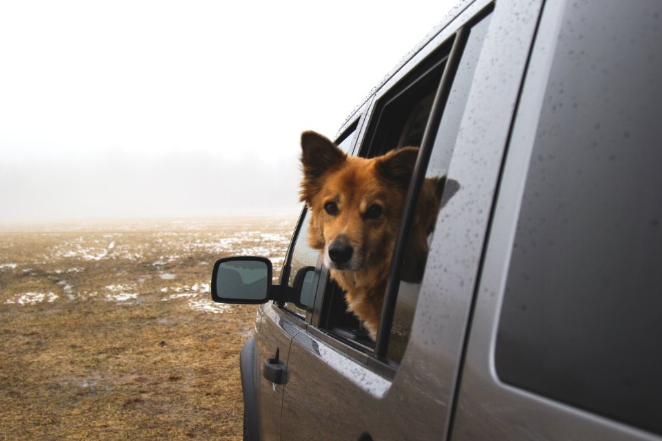 dog in car