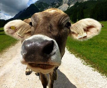 Nature agriculture mountains photo