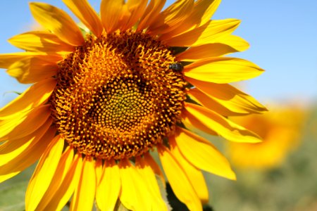 Insect, Sunflower photo