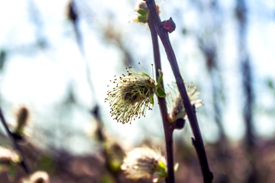 Flower, Closeup, Spring