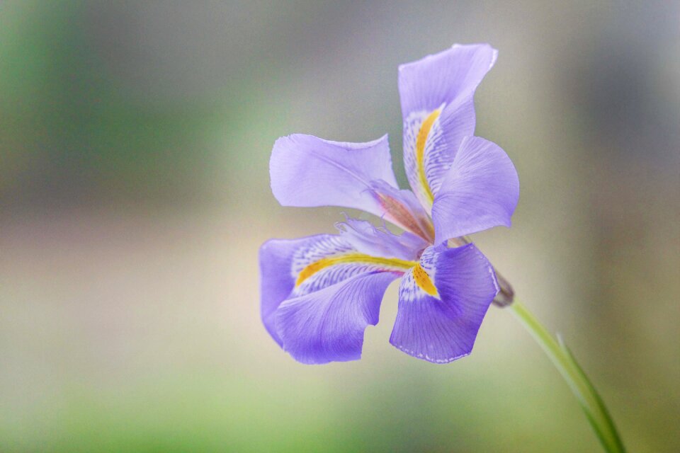 Nature flower green