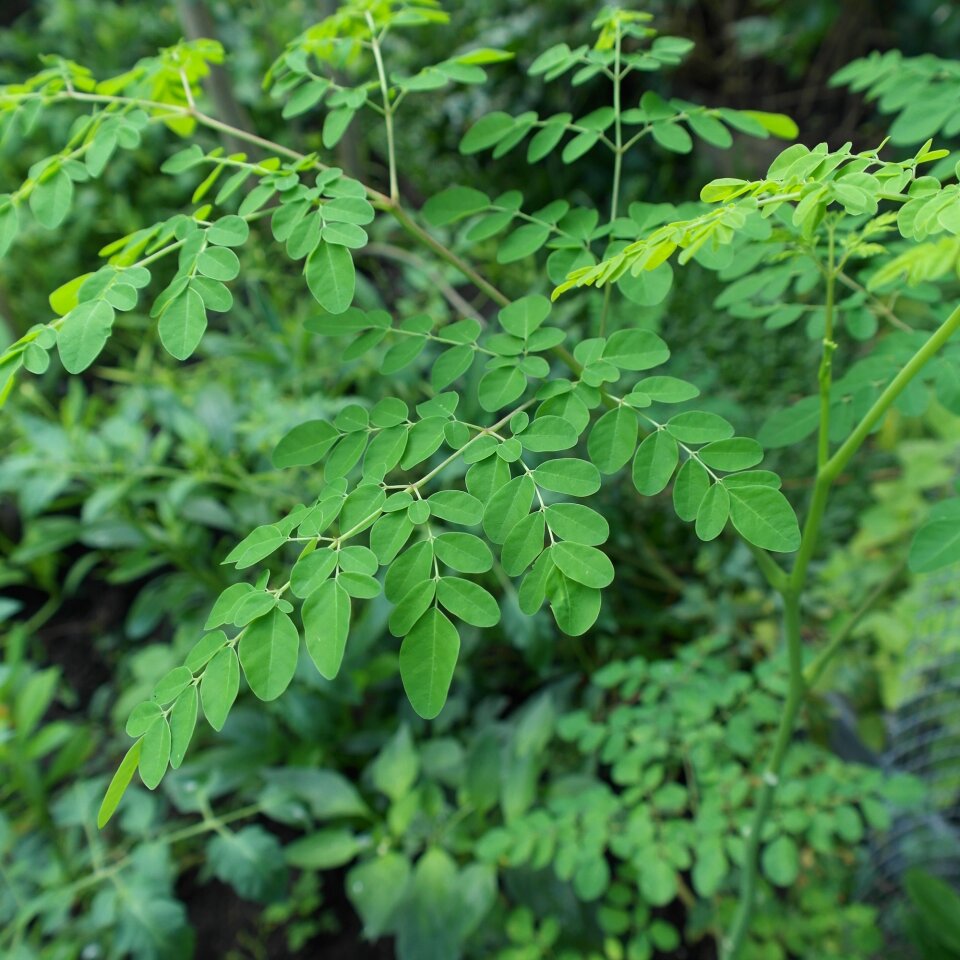Moringa oleifera tree