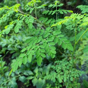 Moringa oleifera tree