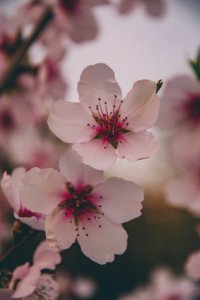 Petals, Leafes, Leaf