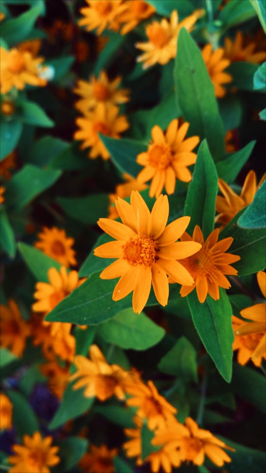 Green, Yellow, Flower photo