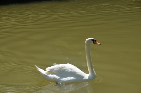 Animal swan white photo