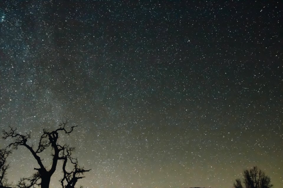 silhouette of trees photo