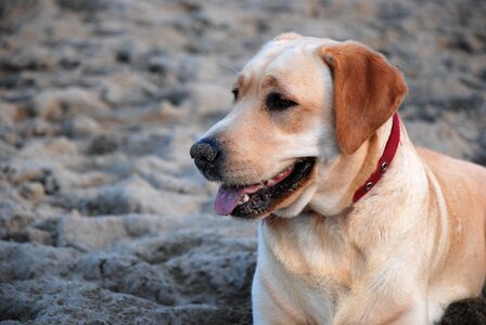 Animal holidays relaxation