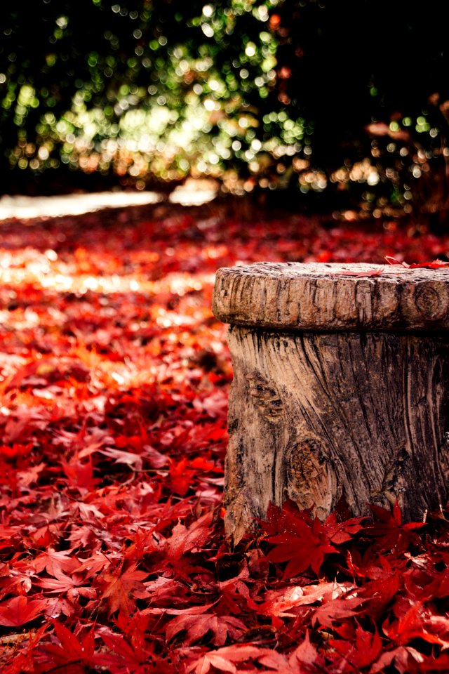 Leaves, Stump, Gibbs gardens