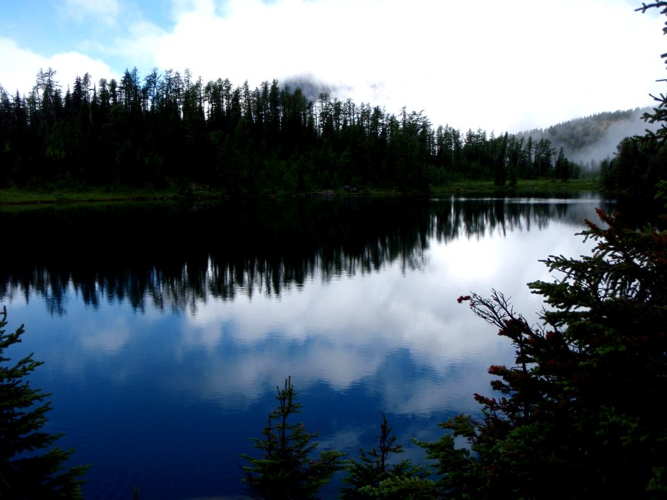 Mist, Trees, Nature photo