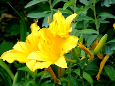 United kingdom, Yellow, Flower