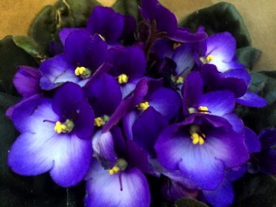 Bishops stortford, United kingdom, Violets