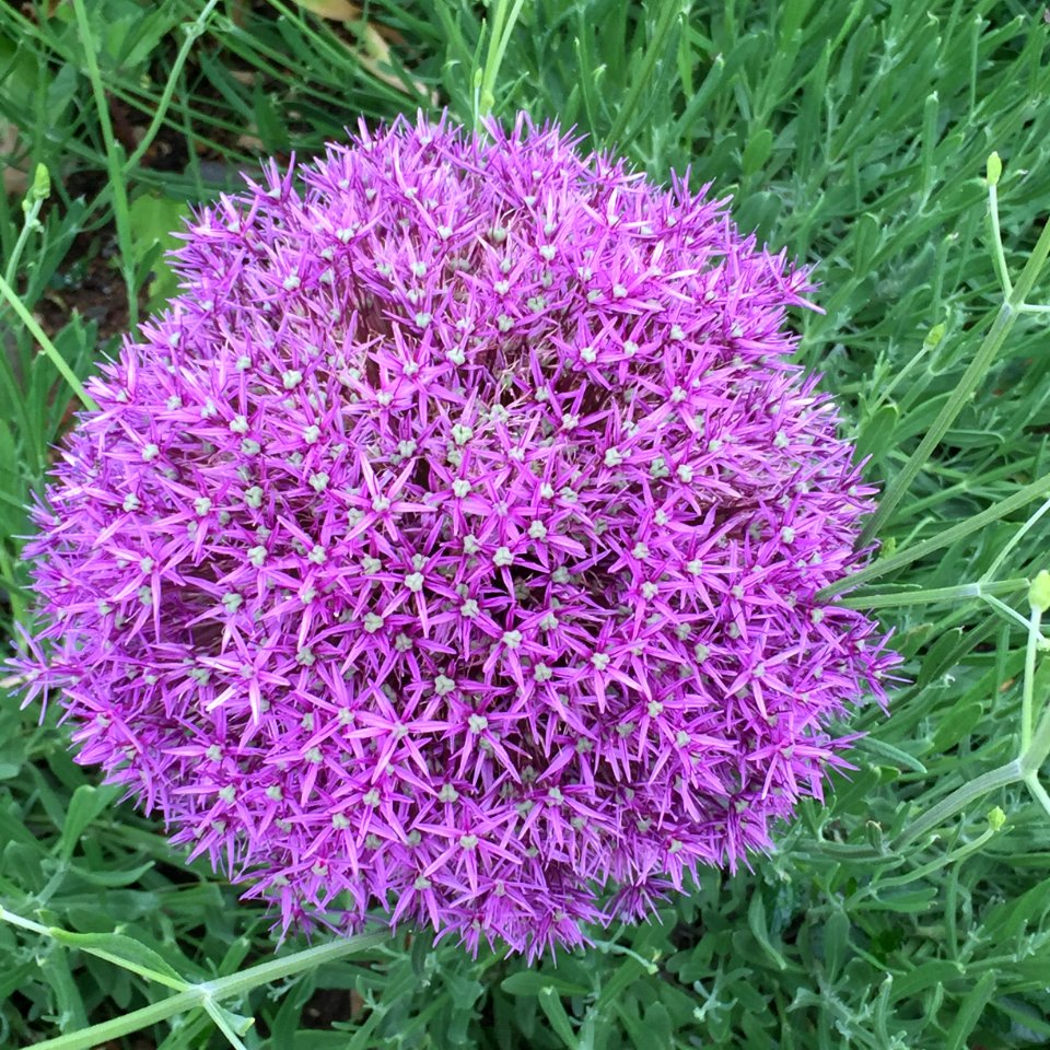 Stansted, United kingdom, Flower