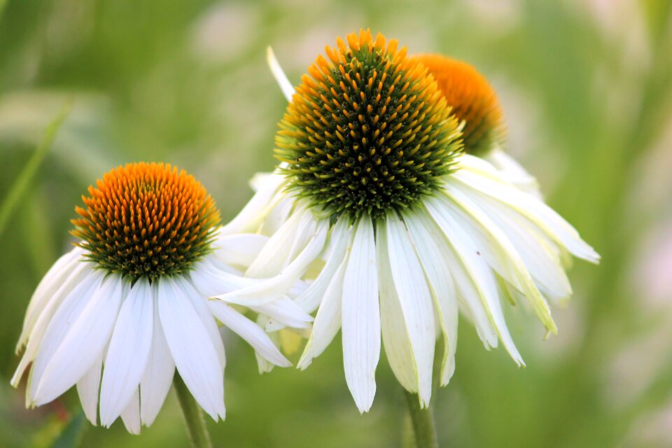 White garden flower