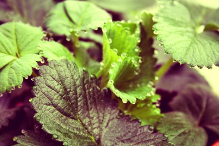 Waterdrop, Nature, Strawberry photo