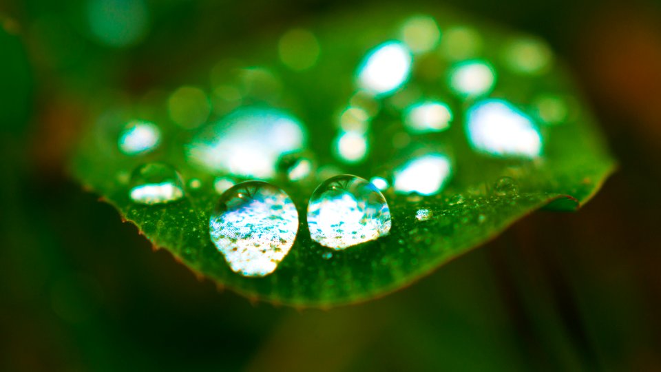 Clover, Nature photo