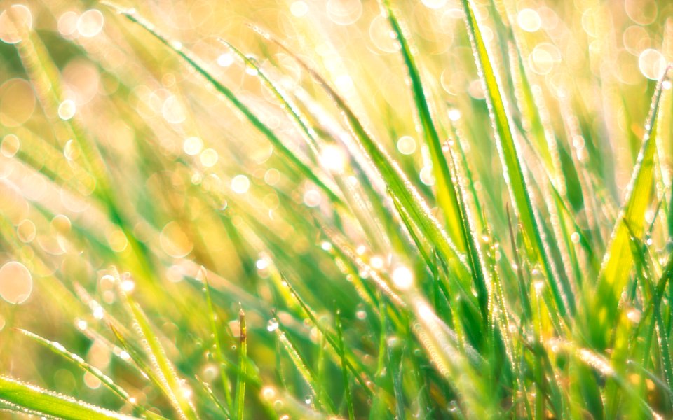 Nature, Grass