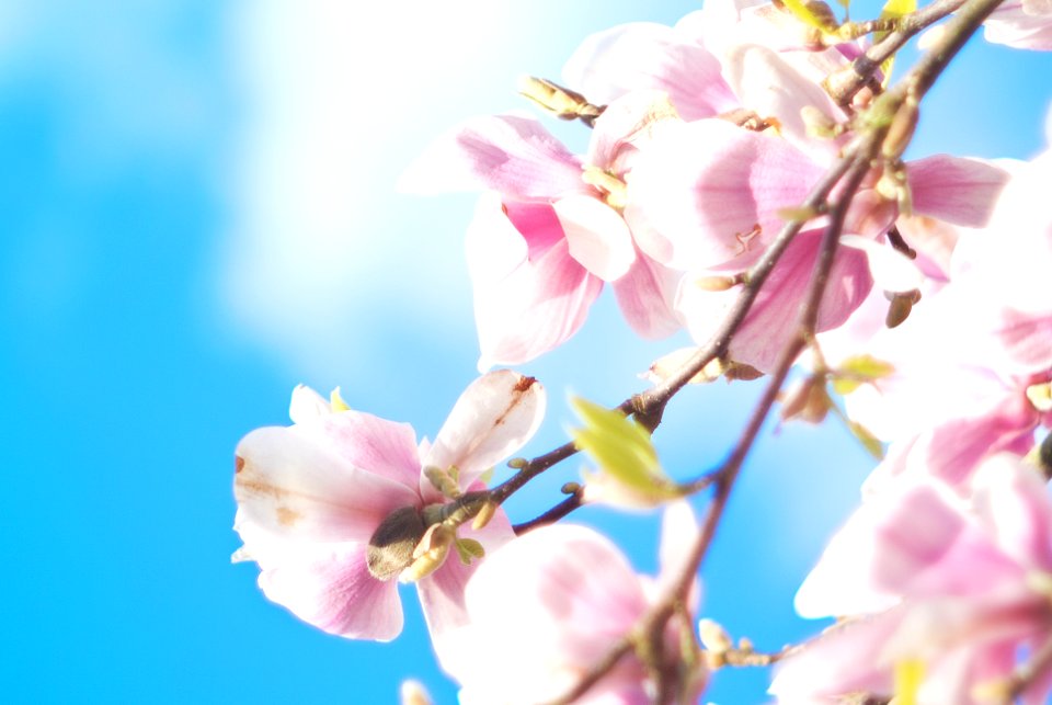 Flower, Magnolia, Blue photo