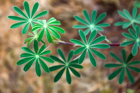Leaaves, Plant