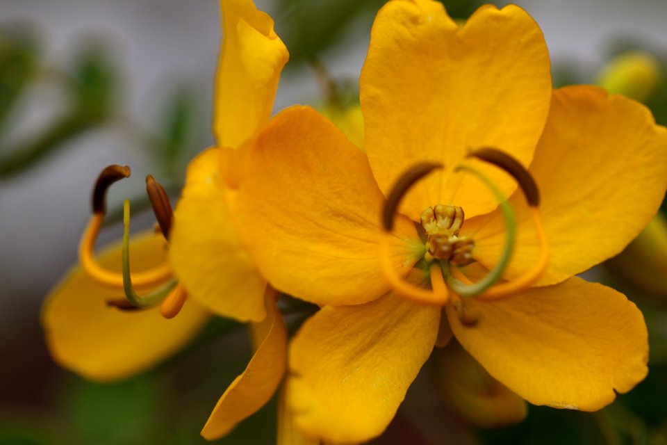 Deltona, United states, Plants