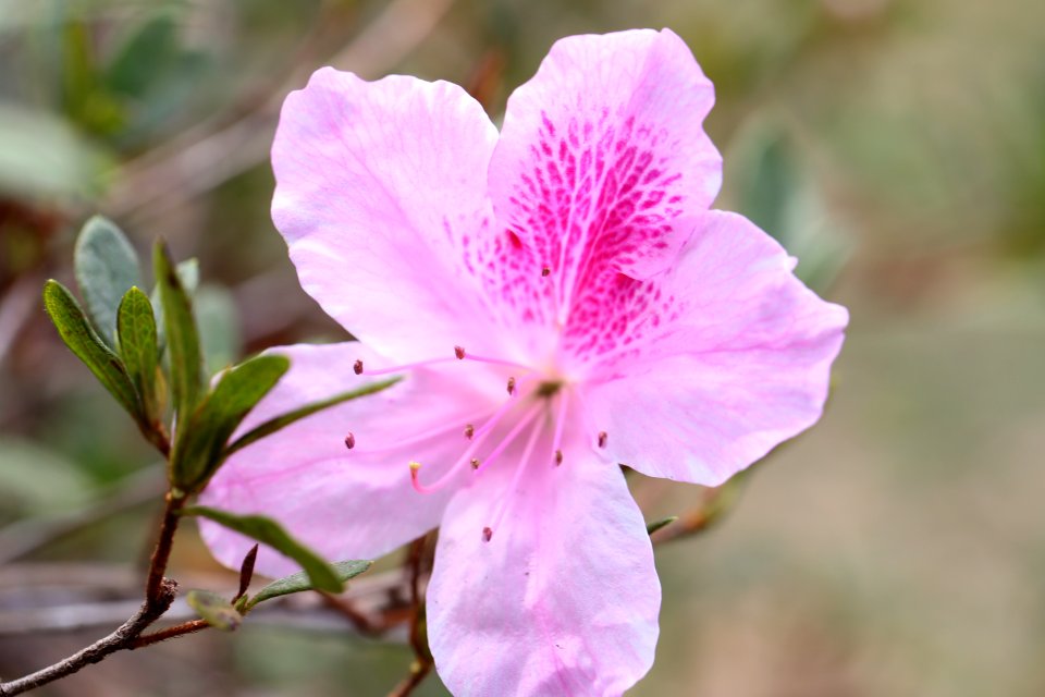 Deltona, United states, Macro lense