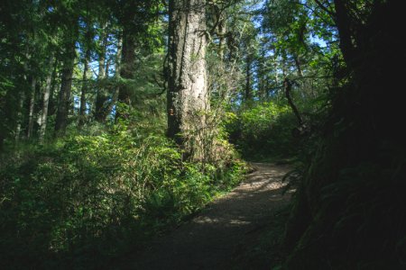 Path, Walk, Walking