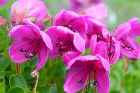 Plants, Makro, Flowers
