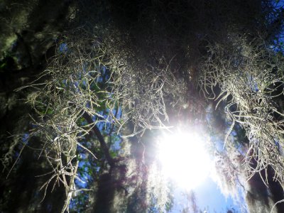 Sarasota, United states, Forest photo