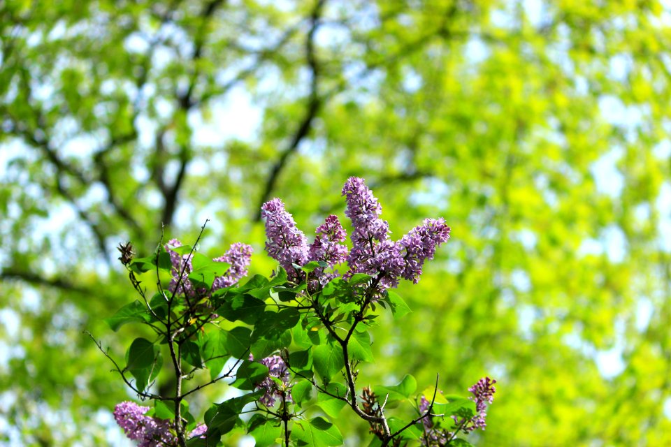 Blue, Purple, Leaves