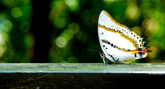 A white butterfly on a deck ledge.