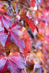 Red fall leaves covered in rain.