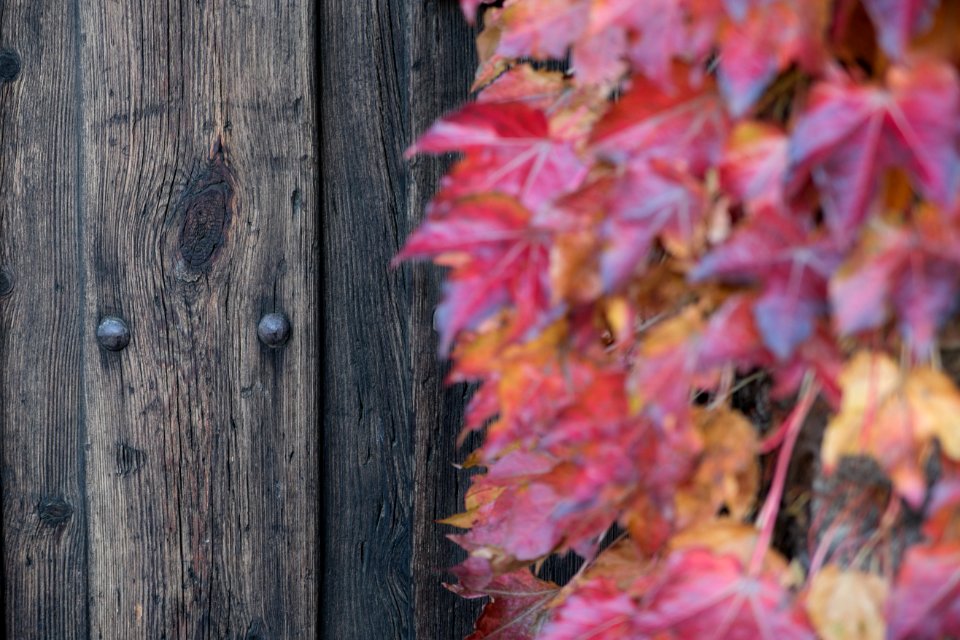 Red leaves against a fence during autumn.