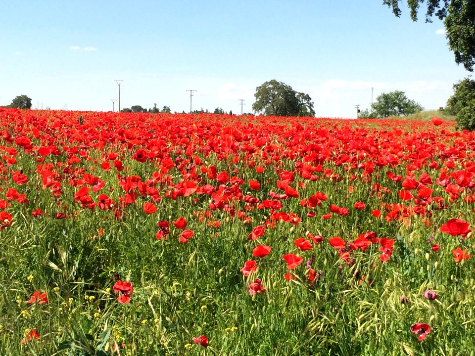 Spain, Pozo de guadalajara, Red