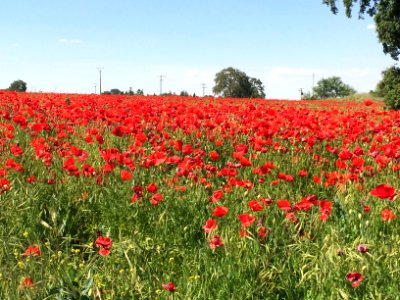 Spain, Pozo de guadalajara, Red