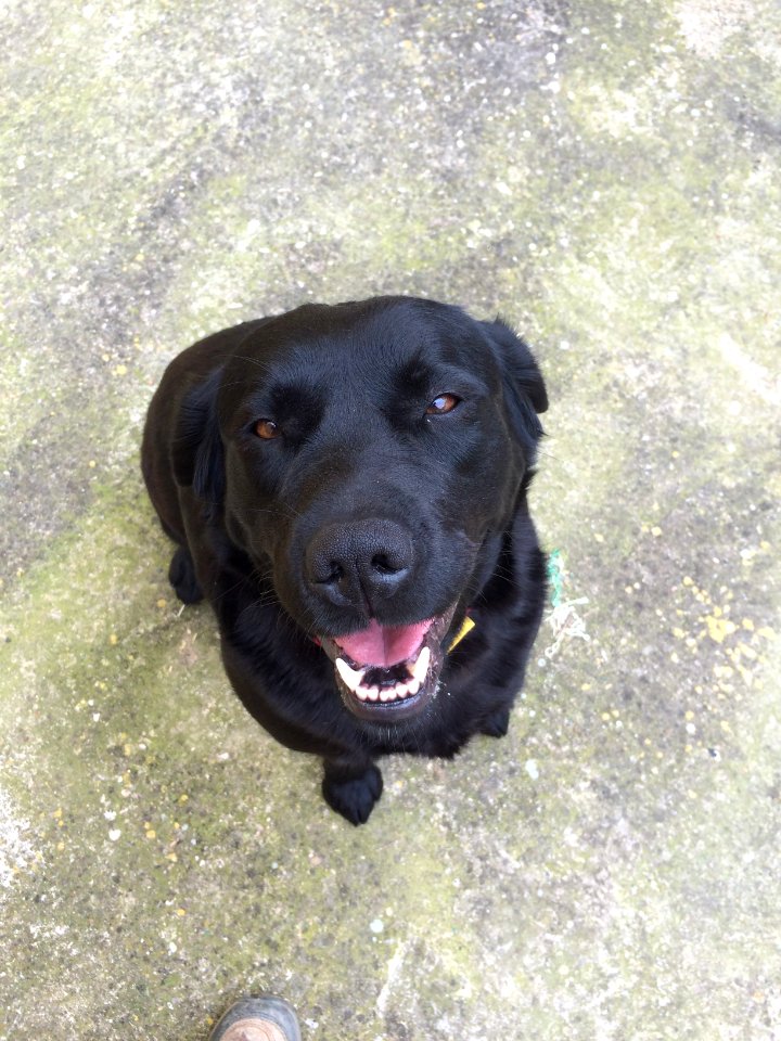 Marchamalo, Spain, Smiling dog