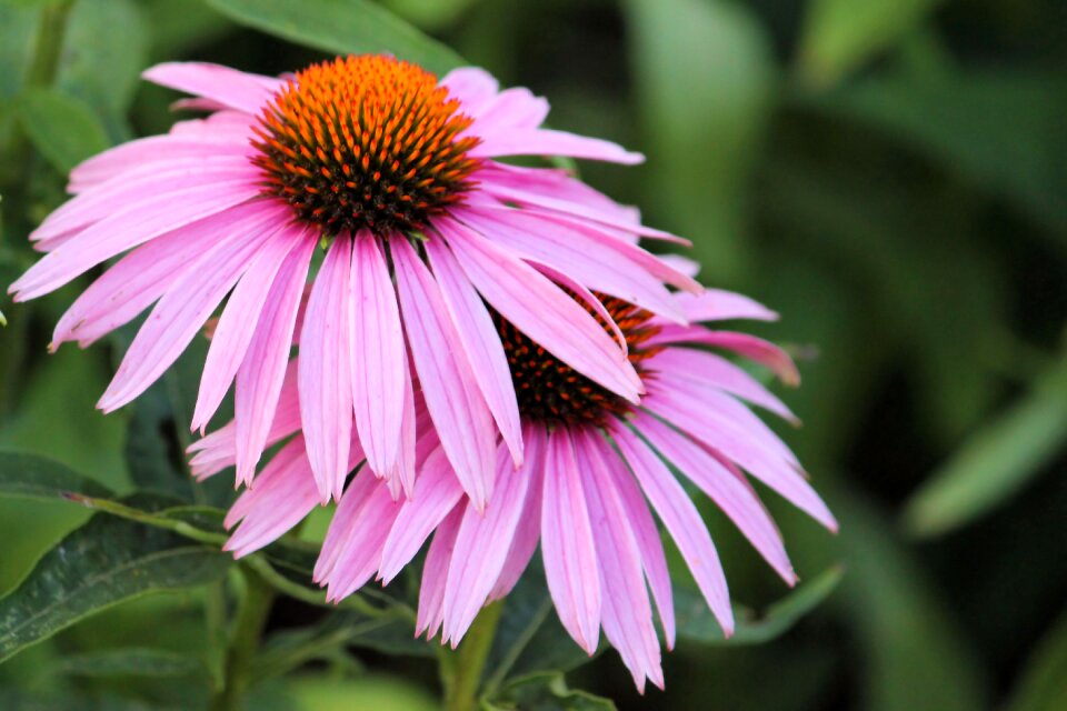 Pink garden flower