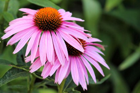 Pink garden flower